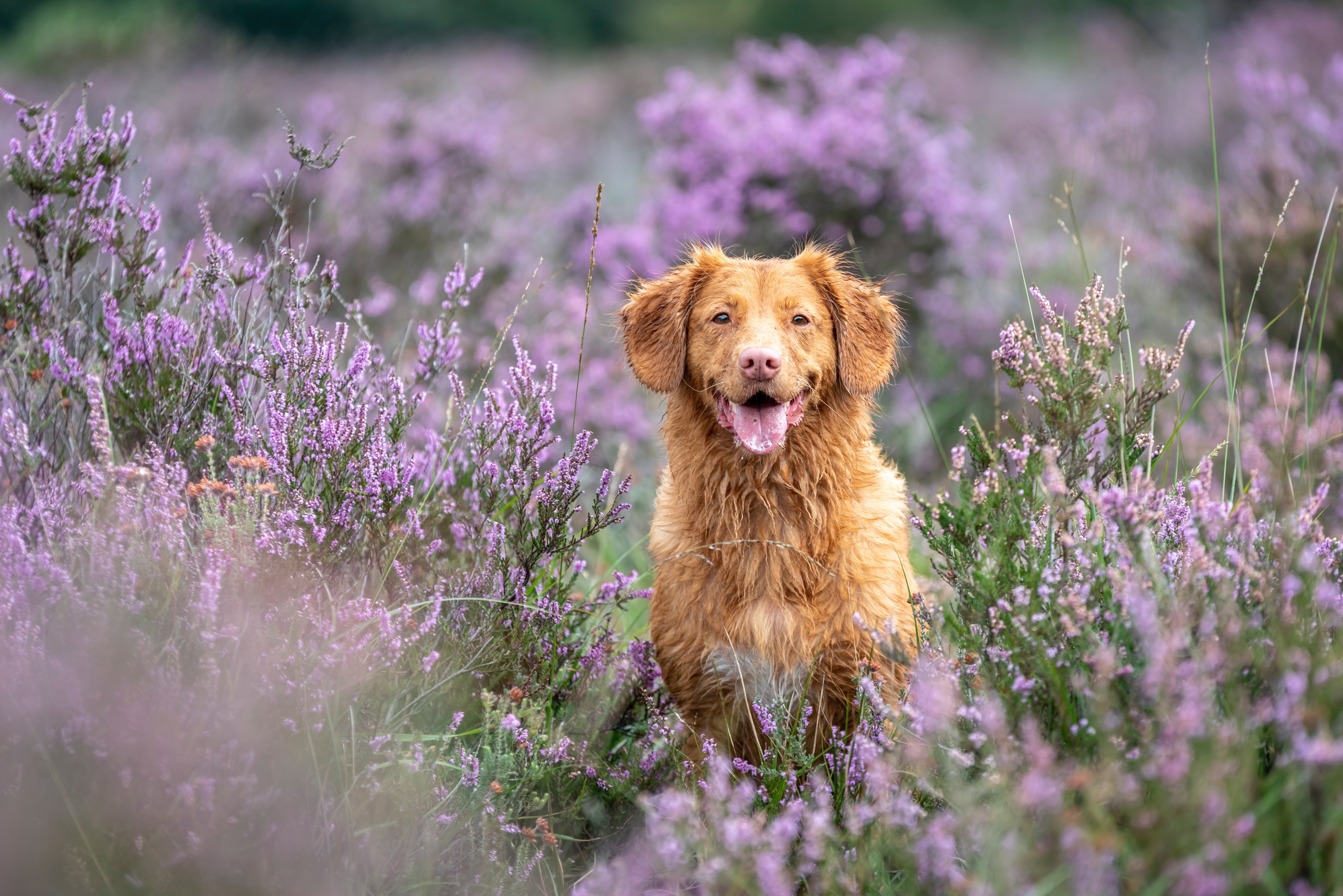 Dog standing in a field