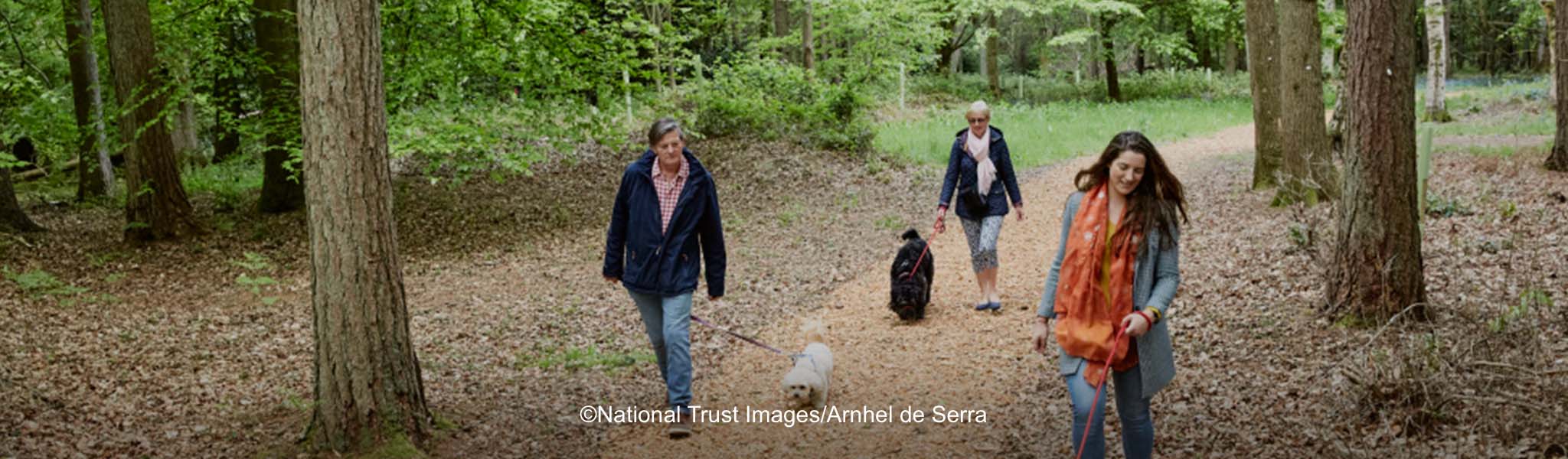 A people with dogs are walking in a park.