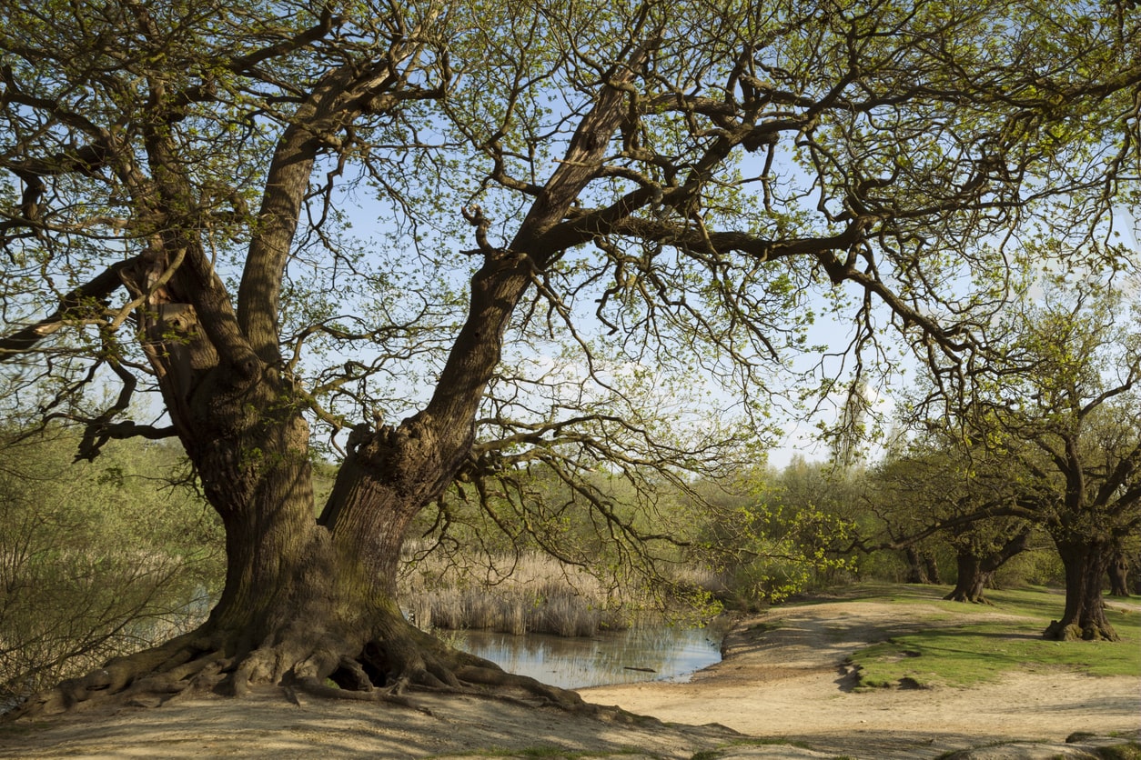  trees